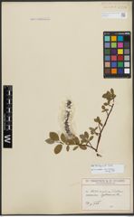 Foto von Salix arctophila Cockerell ex A. Heller